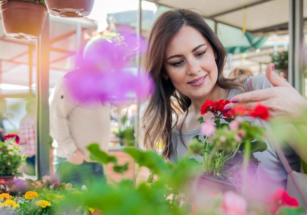 Young woman holding geranium in clay pot at garden center. Young woman shopping flowers at market garden centre