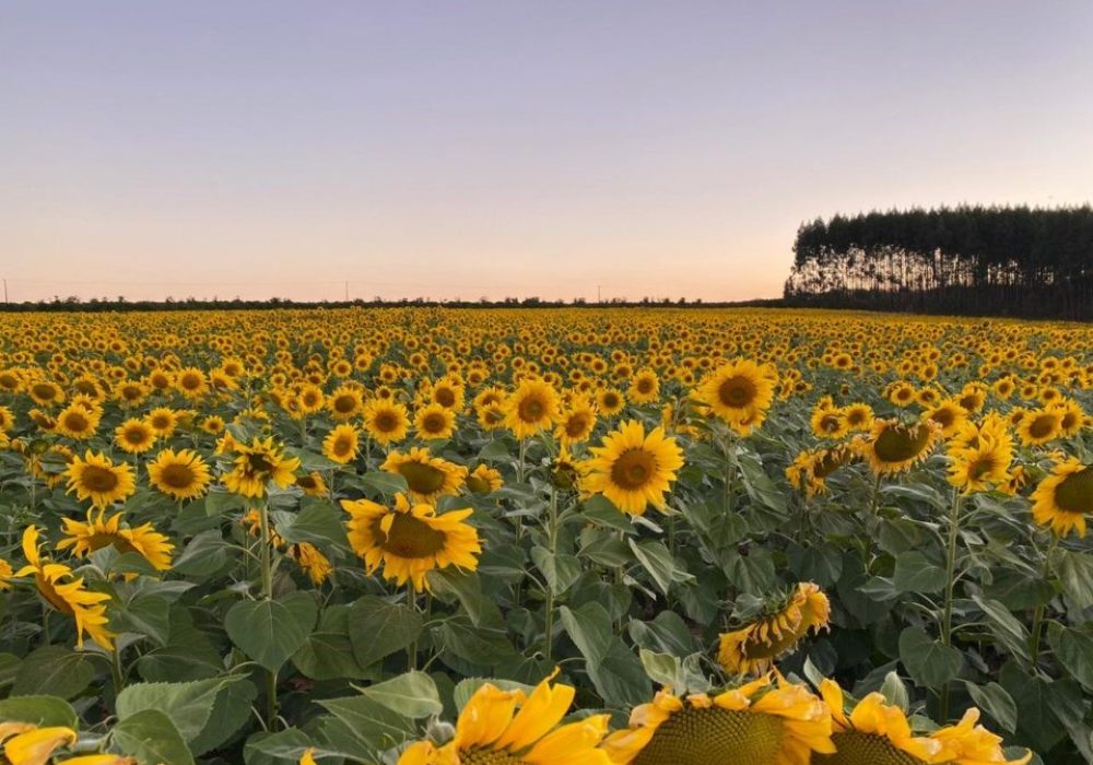 Girasoles - Holambra - São Paulo
