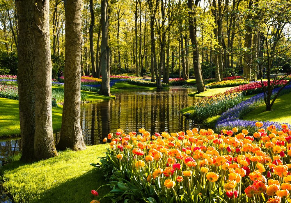 Keukenhof - Holanda (2)