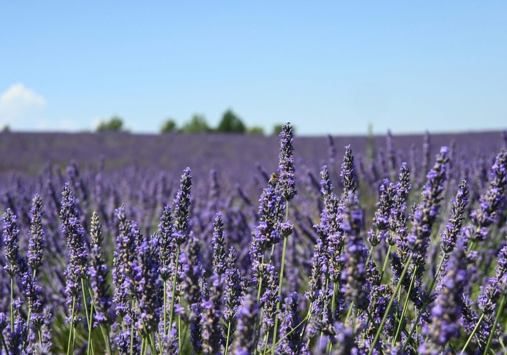 Provença - França (1)