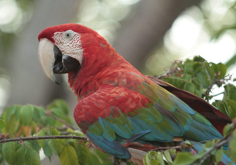 Arara Vermelha - Amazonas