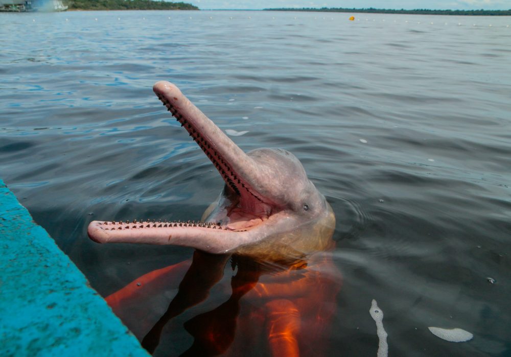 Boto - Amazonas