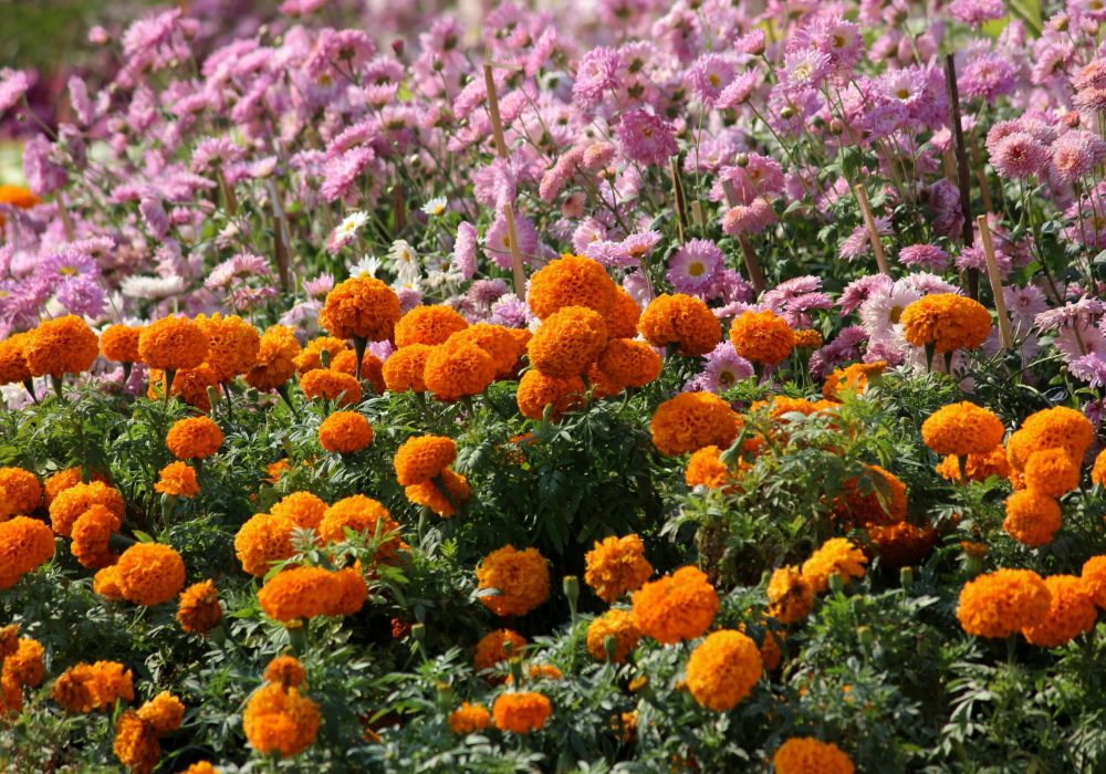 Exposição de Flores - Holambra