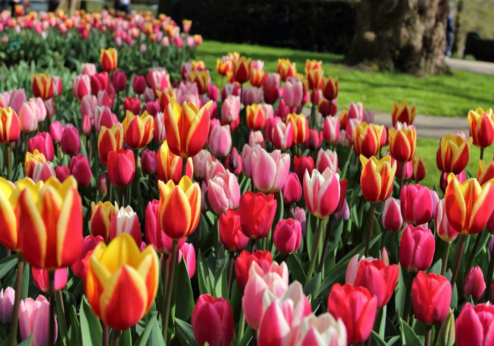 Keukenhof - Holanda (1)