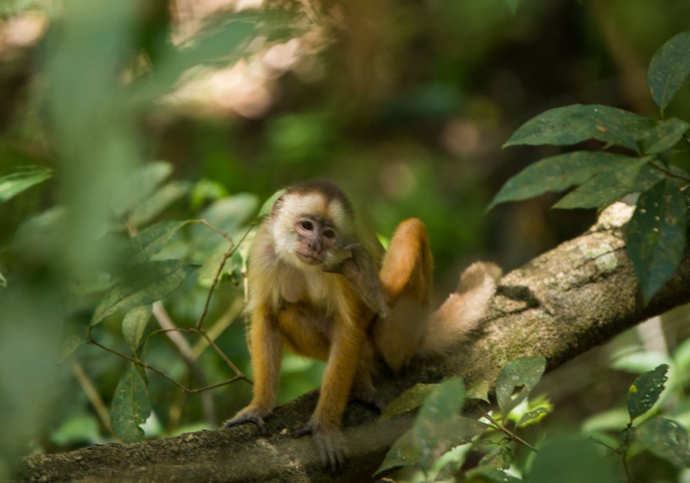 Macaco - Amazonas