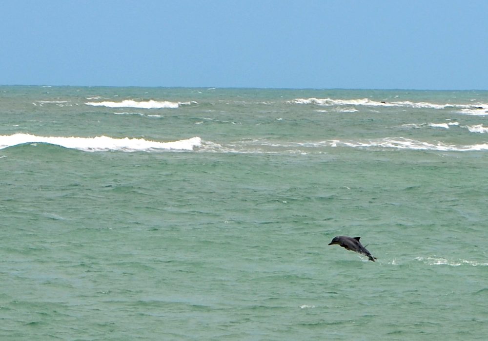 Baia dos Golfinhos - Rio Grande do Norte