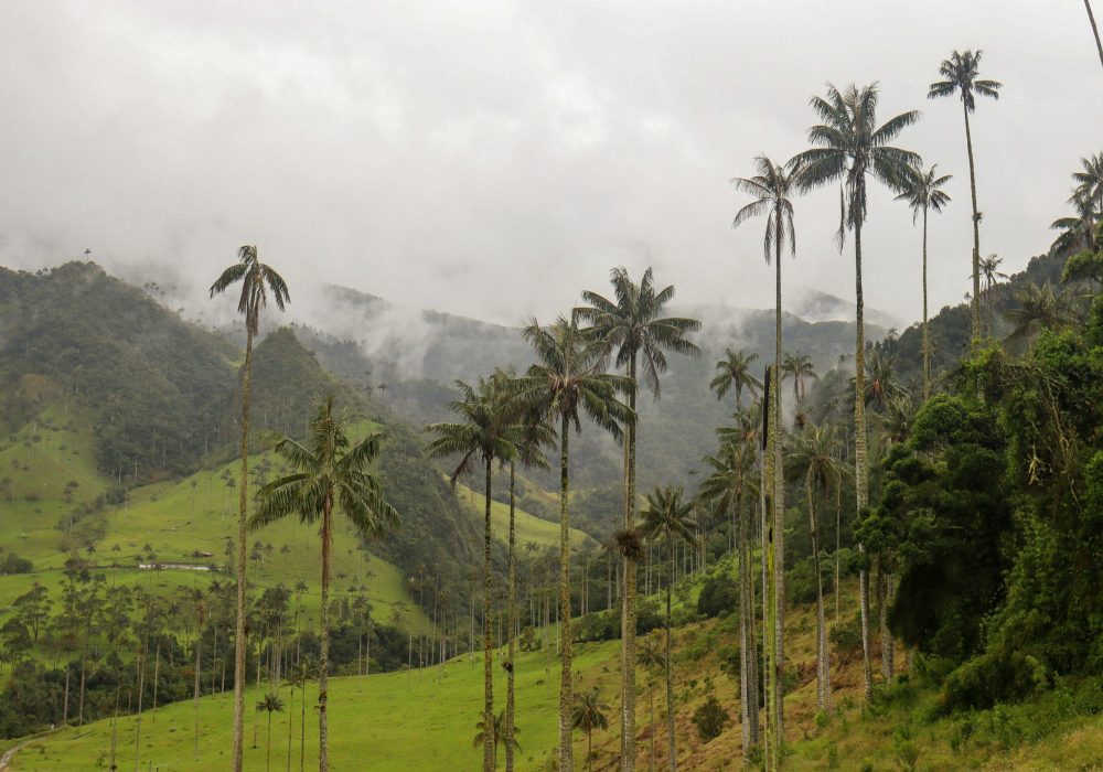 Eixo Cafeeiro - Salento - Colômbia