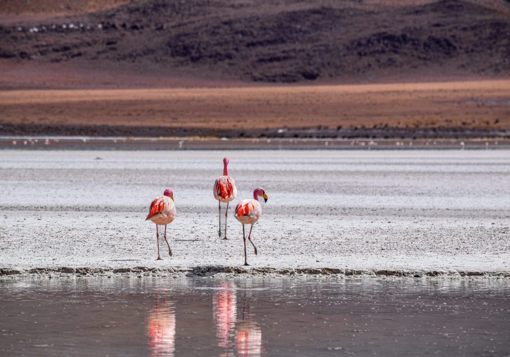 Flamencos - Bolívia (2)