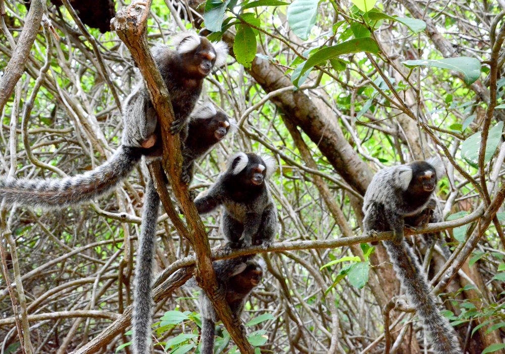 Natureza - Rio Grande do Norte