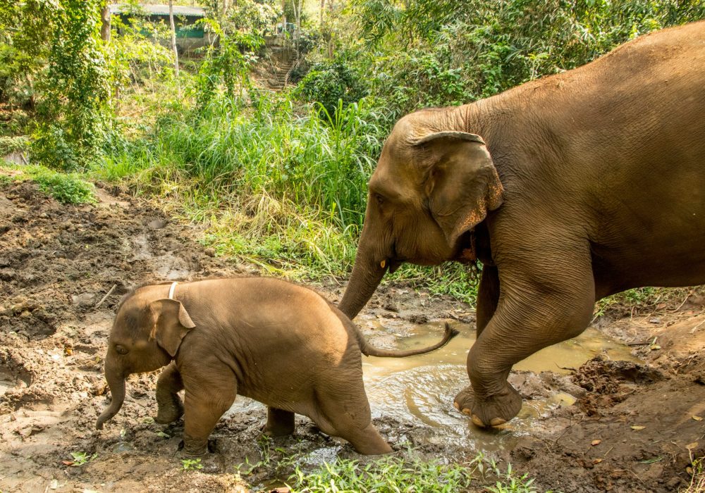 Santuario de Elefantes - Chiang Mai- Sudeste Asiático