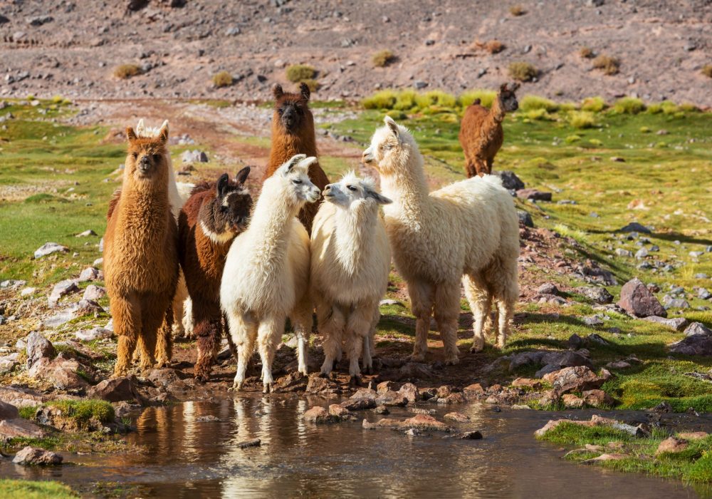 Llama in Argentina